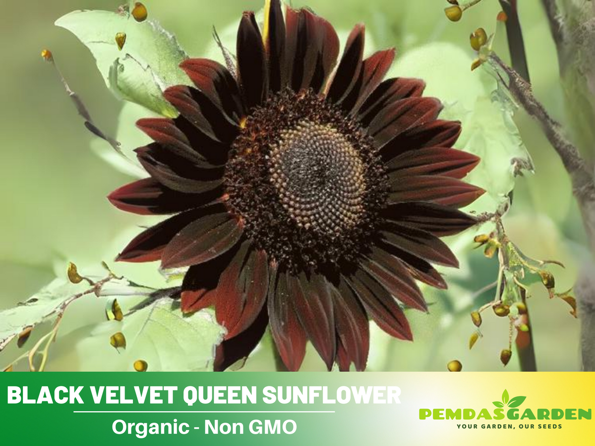 25+ Seeds| Velvet-Queen-Black-Sunflower-Seeds #E005