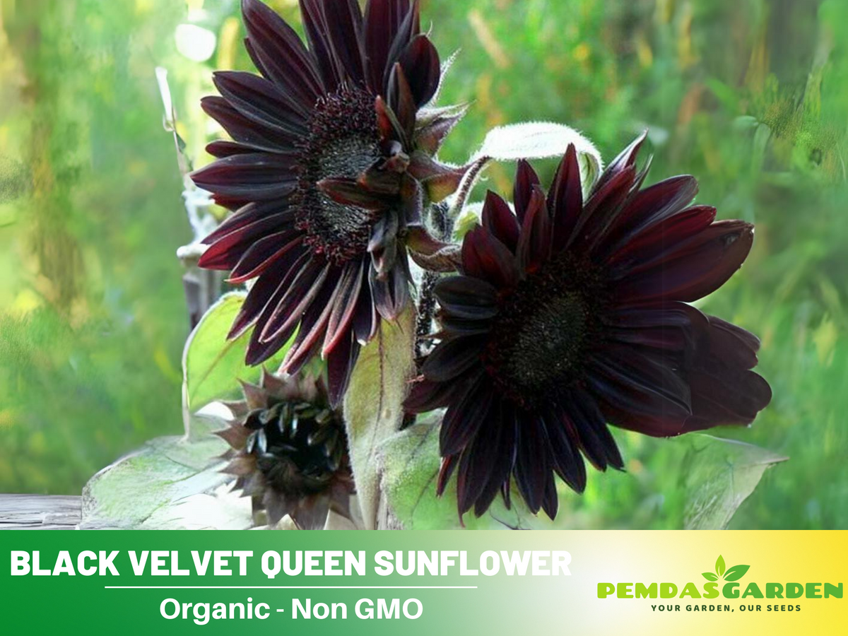 25+ Seeds| Velvet-Queen-Black-Sunflower-Seeds #E005