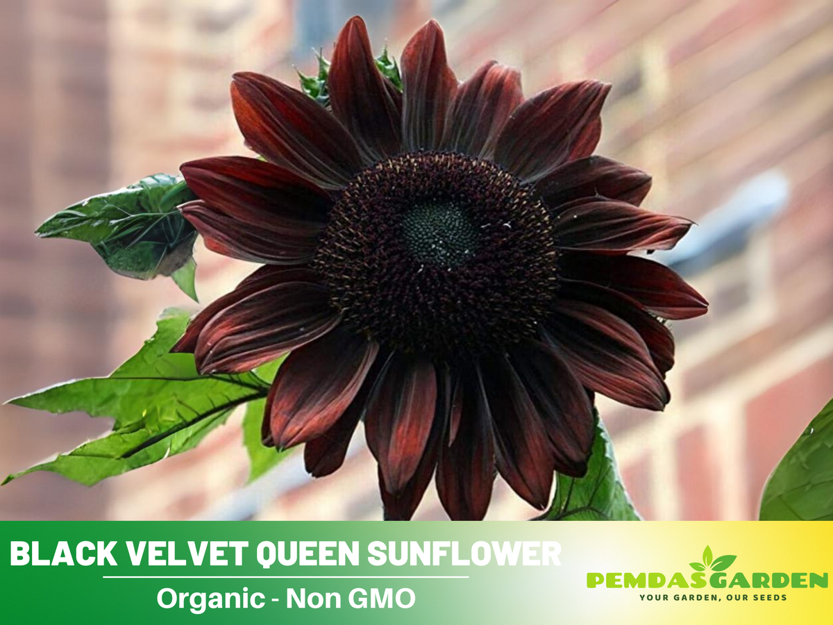 25+ Seeds| Velvet-Queen-Black-Sunflower-Seeds #E005