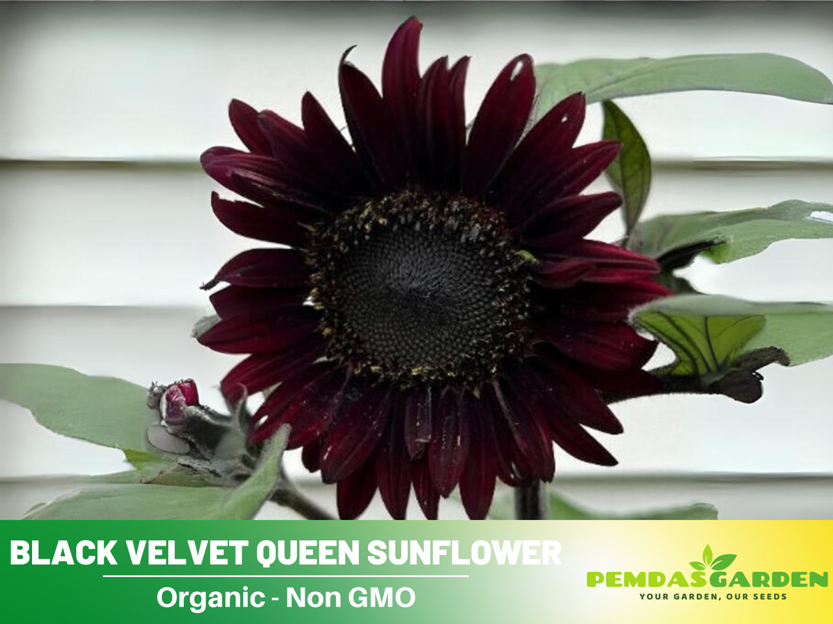 25+ Seeds| Velvet-Queen-Black-Sunflower-Seeds #E005