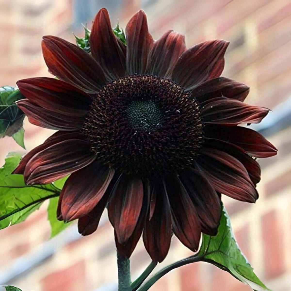 Velvet-Queen-Black-Sunflower-Seeds, 25+ seeds