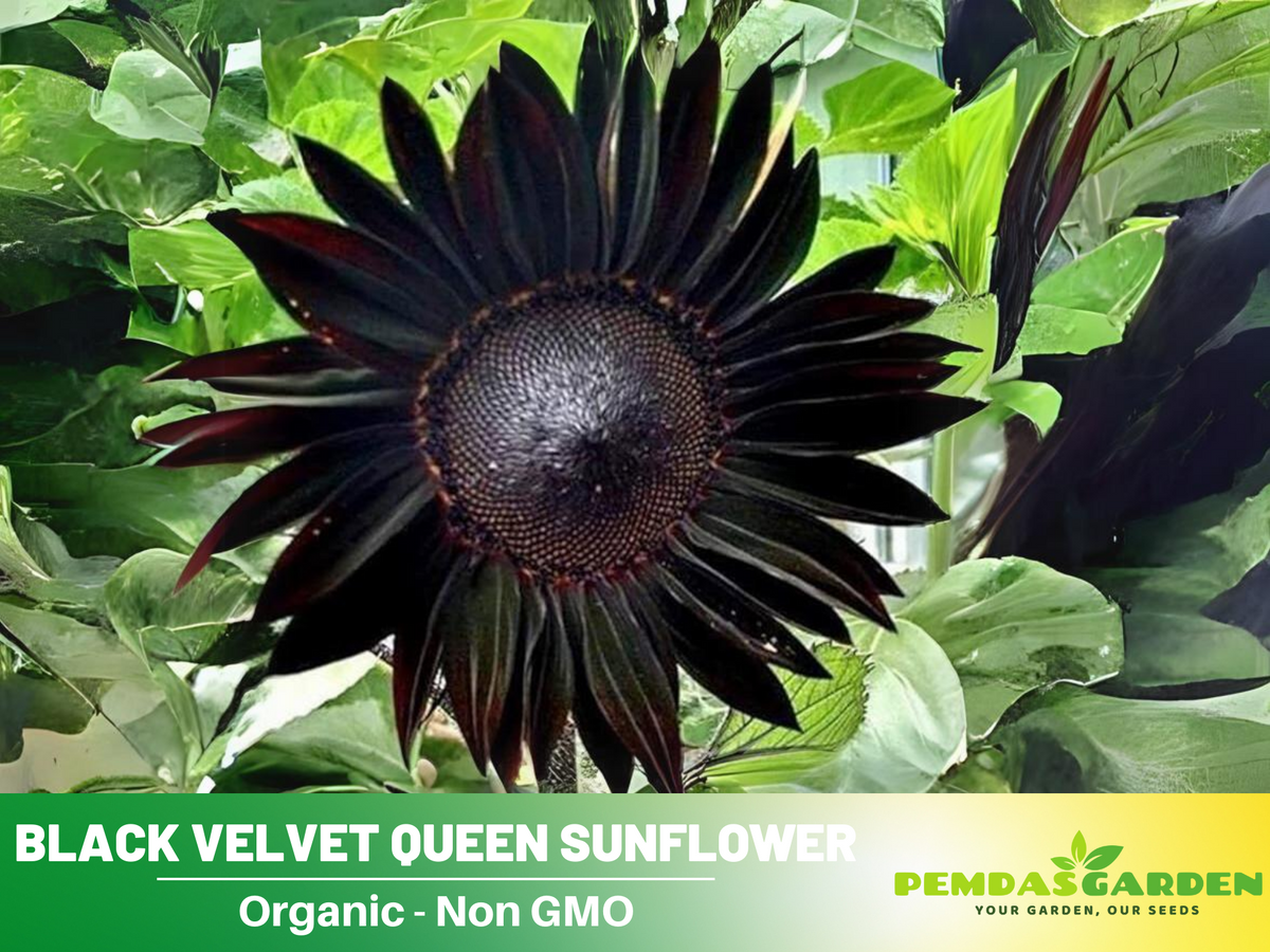 25+ Seeds| Velvet-Queen-Black-Sunflower-Seeds #E005