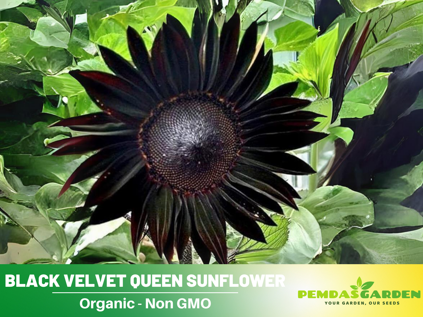 black sunflower seed plants 25+ Seeds| Velvet-Queen-Black-Sunflower-Seeds