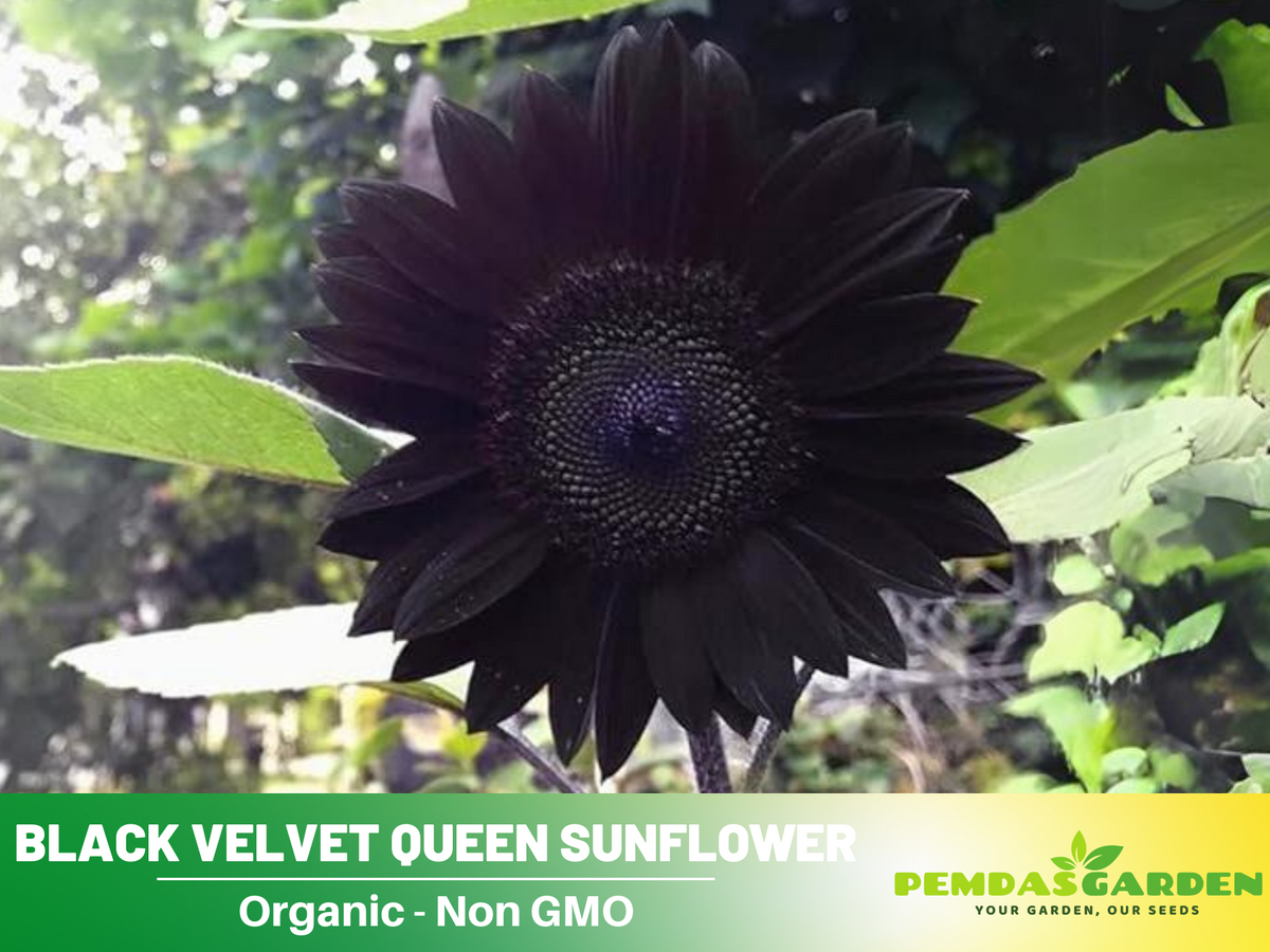 25+ Seeds| Velvet-Queen-Black-Sunflower-Seeds #E005