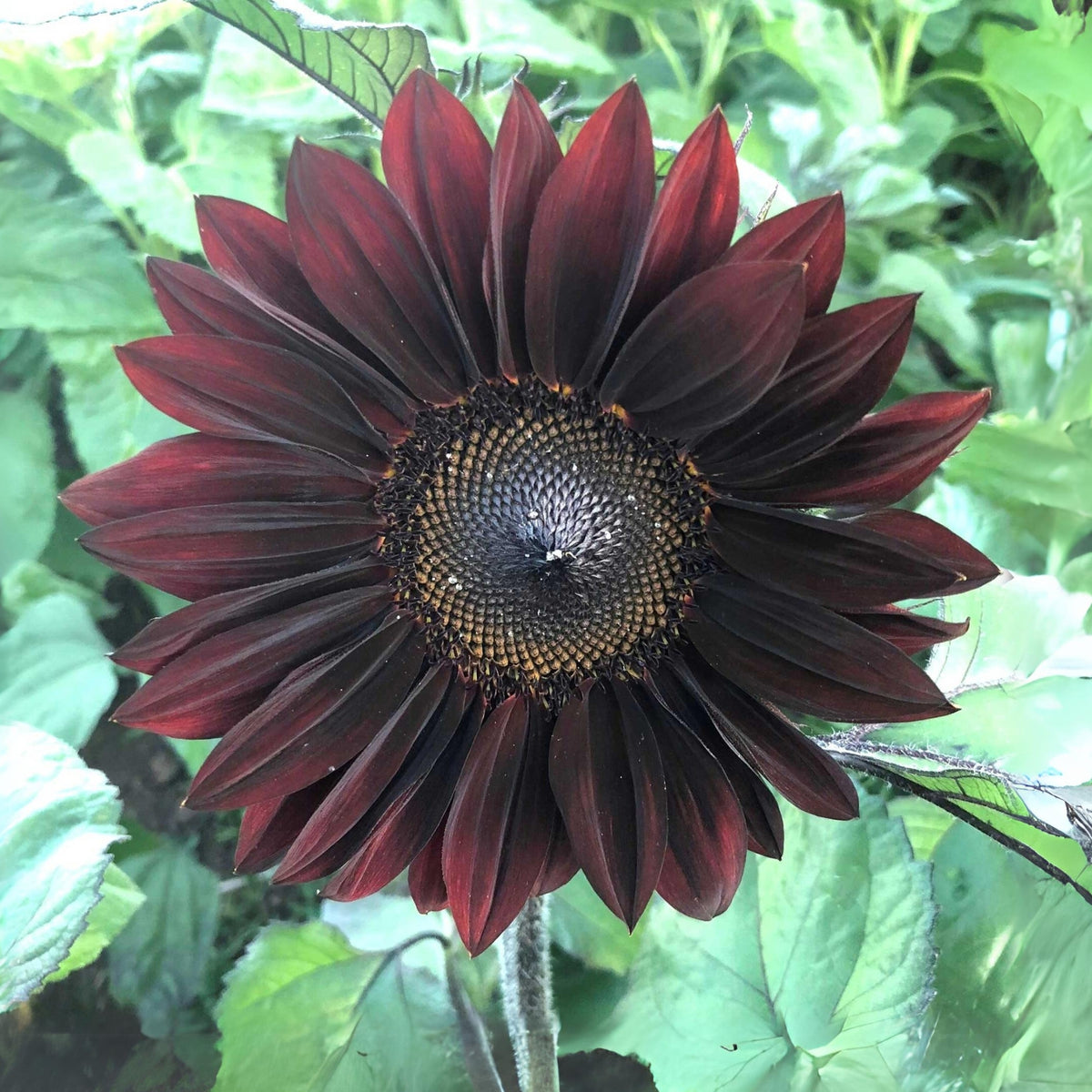 Velvet-Queen-Black-Sunflower-Seeds, 25+ seeds