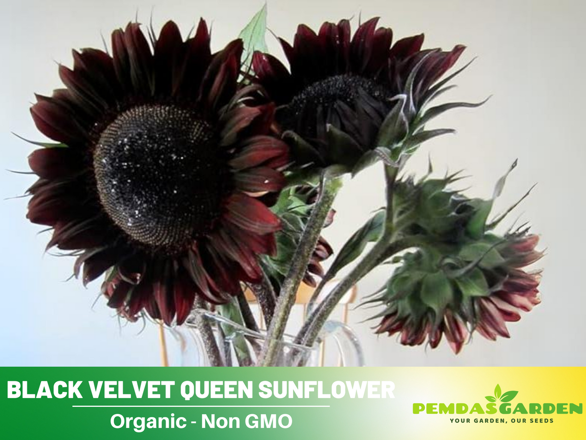 25+ Seeds| Velvet-Queen-Black-Sunflower-Seeds #E005