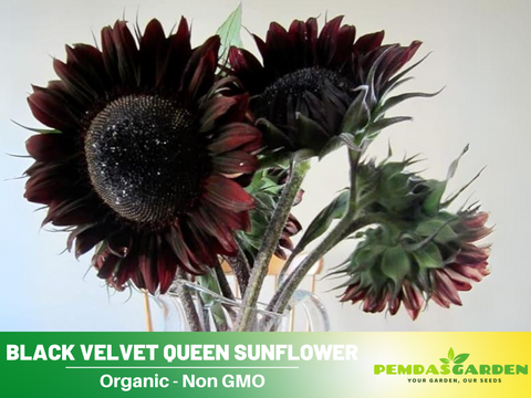 black sunflower seeds planting 25+ Seeds| Velvet-Queen-Black-Sunflower-Seeds