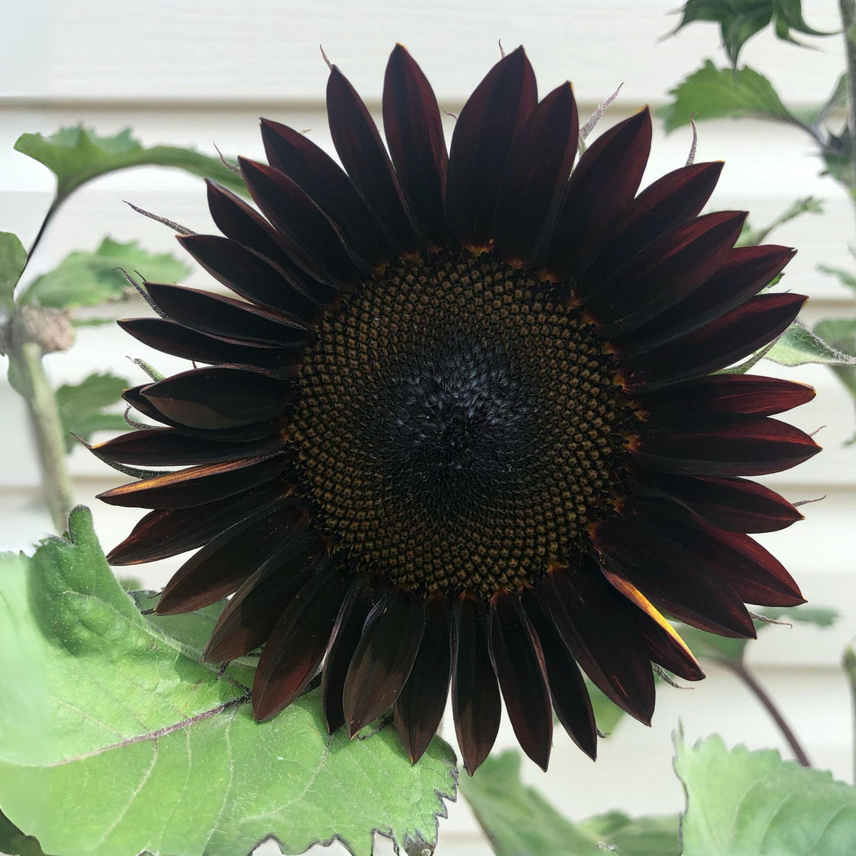 Velvet-Queen-Black-Sunflower-Seeds, 25+ seeds