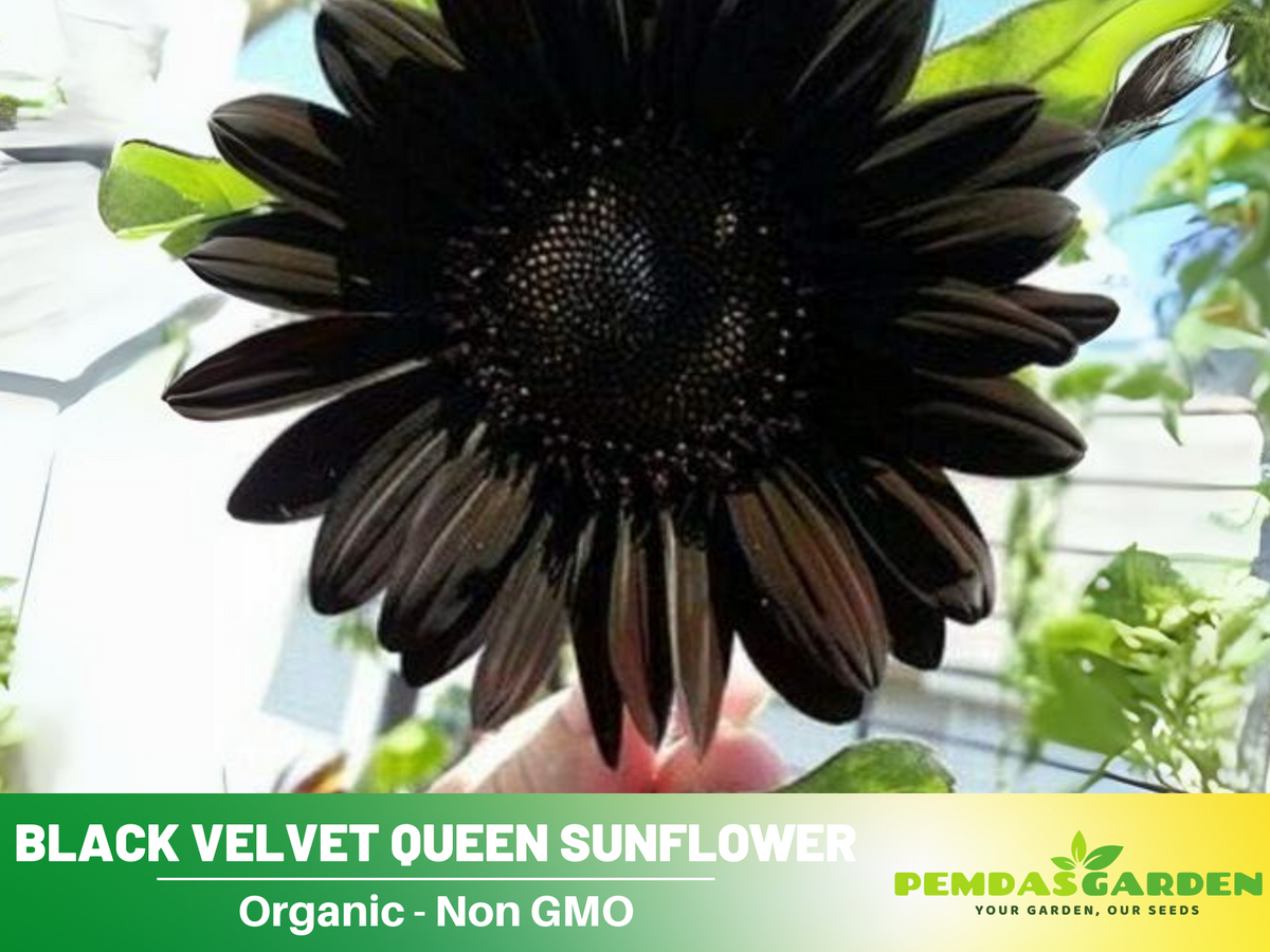 25+ Seeds| Velvet-Queen-Black-Sunflower-Seeds #E005