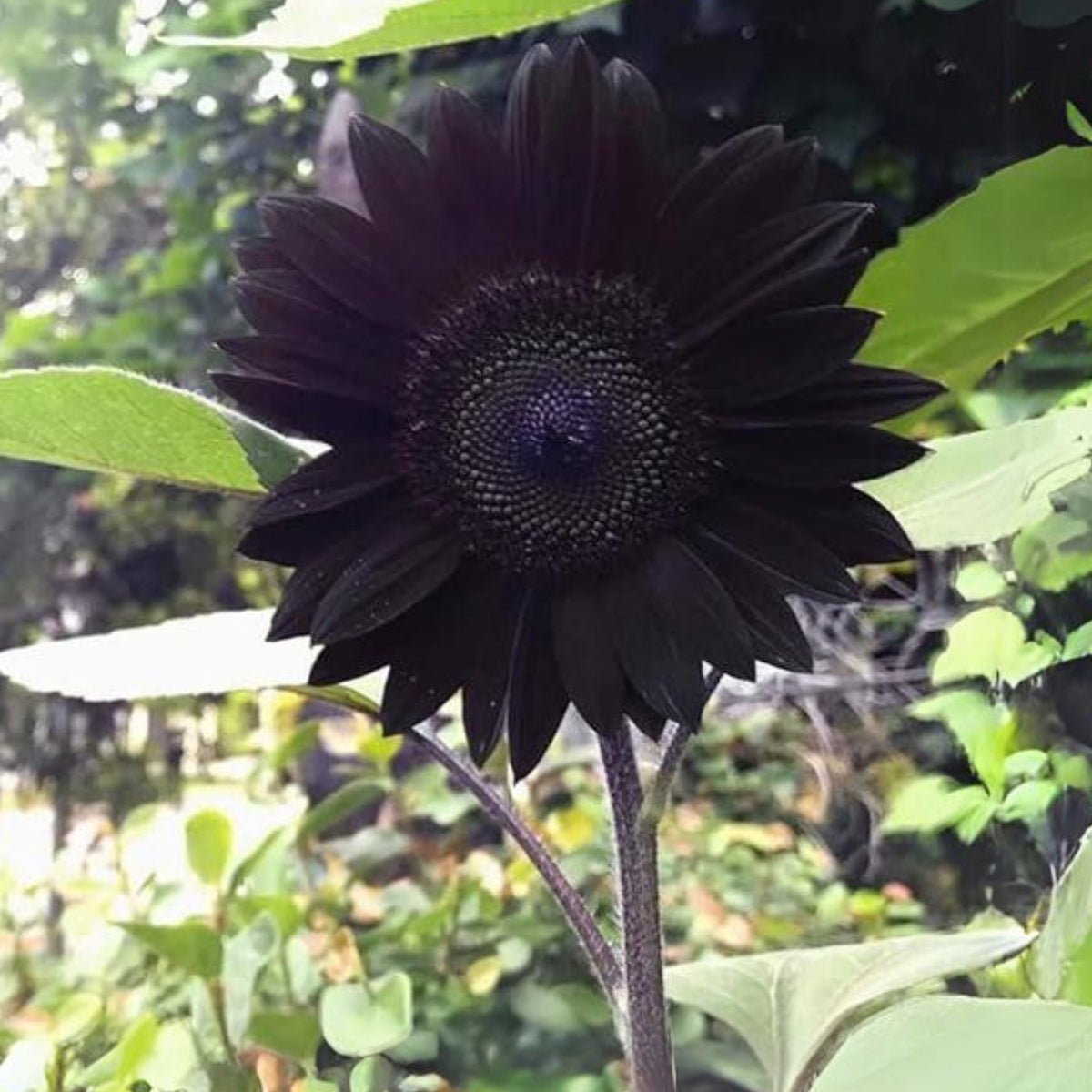 Velvet-Queen-Black-Sunflower-Seeds, 25+ seeds