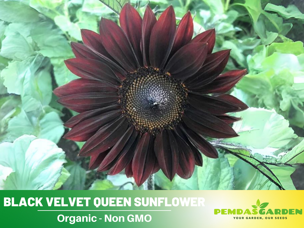 25+ Seeds| Velvet-Queen-Black-Sunflower-Seeds #E005