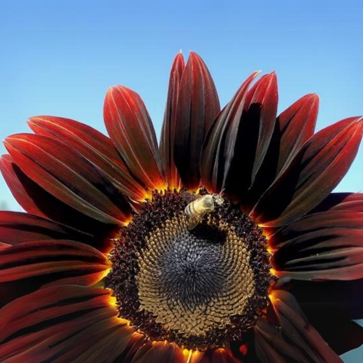 Velvet-Queen-Black-Sunflower-Seeds, 25+ seeds