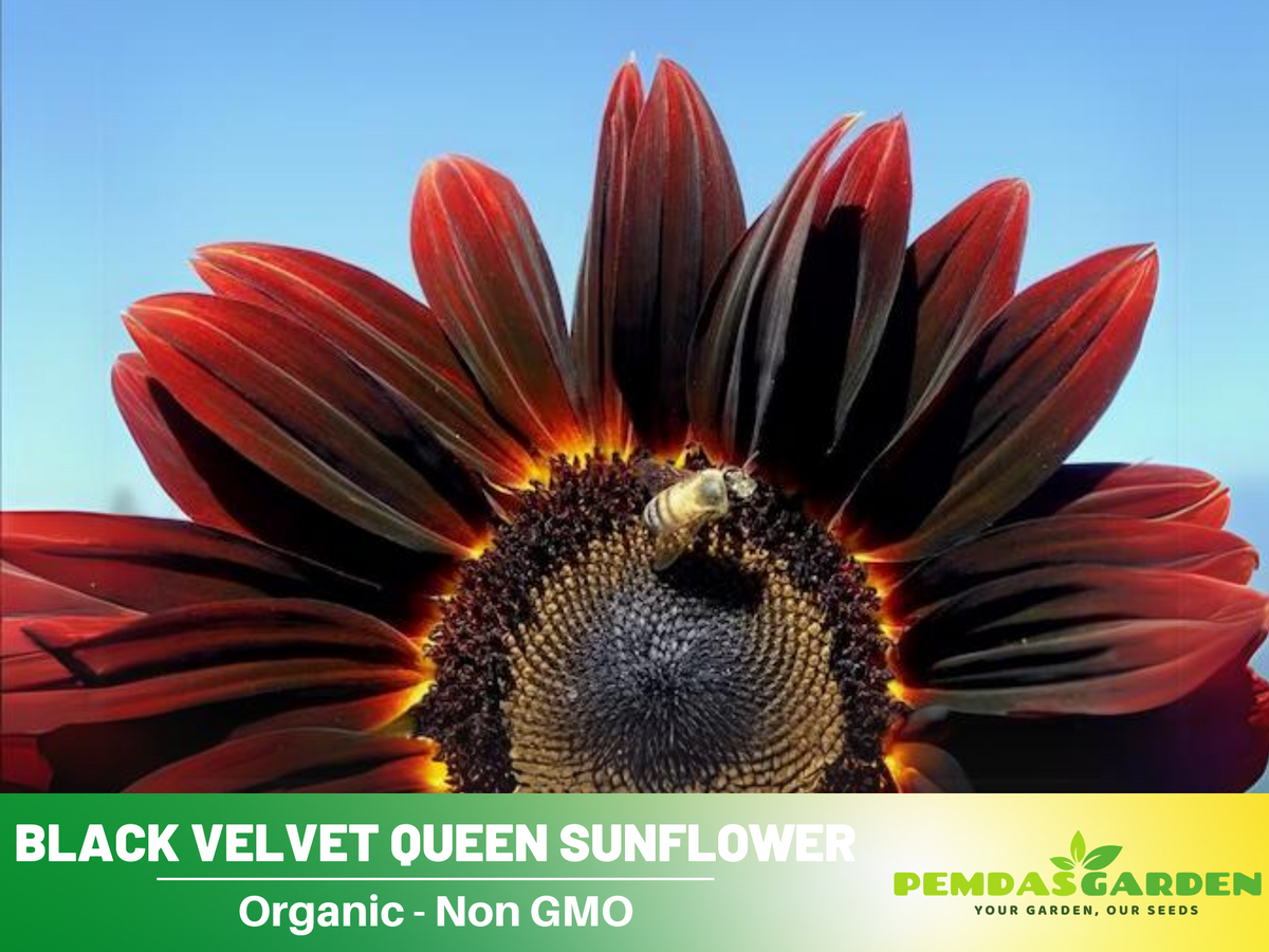 25+ Seeds| Velvet-Queen-Black-Sunflower-Seeds #E005