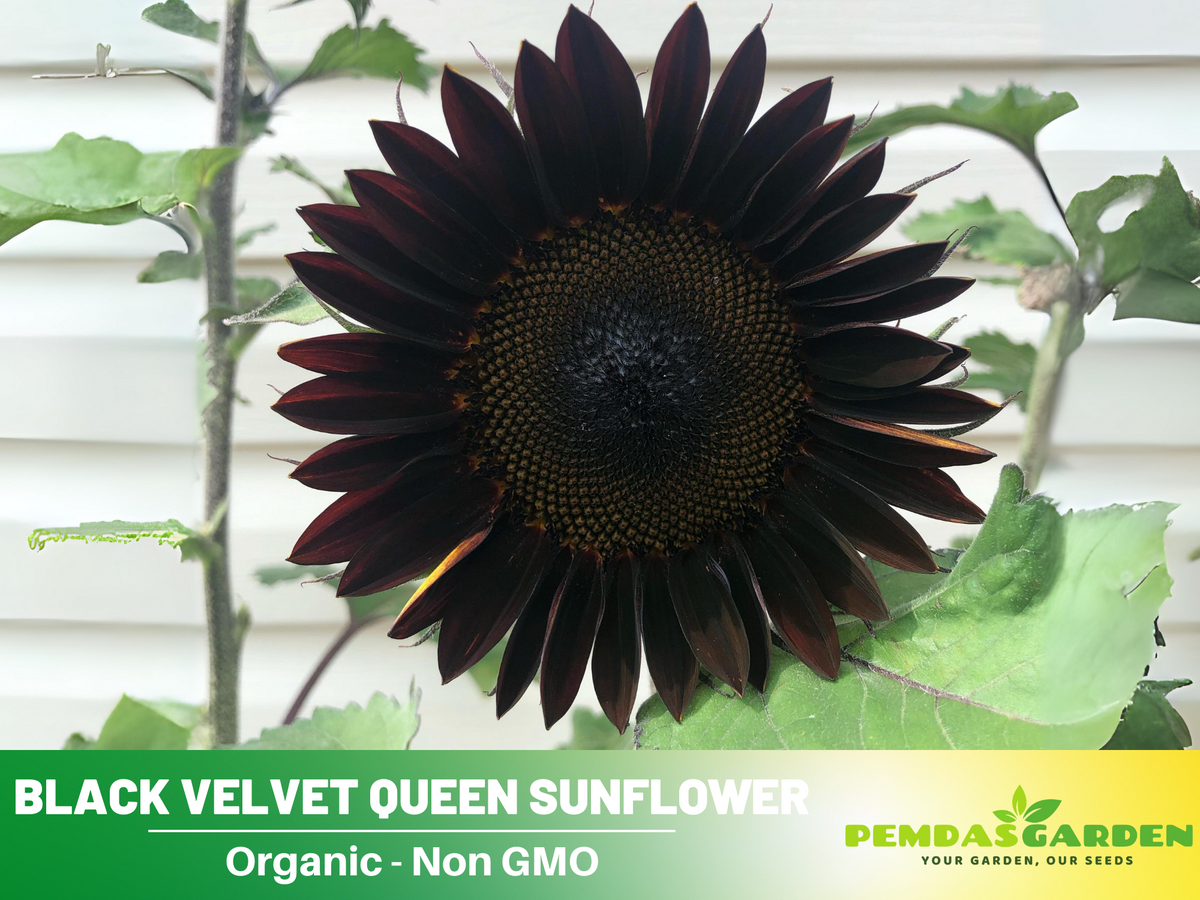 25+ Seeds| Velvet-Queen-Black-Sunflower-Seeds #E005