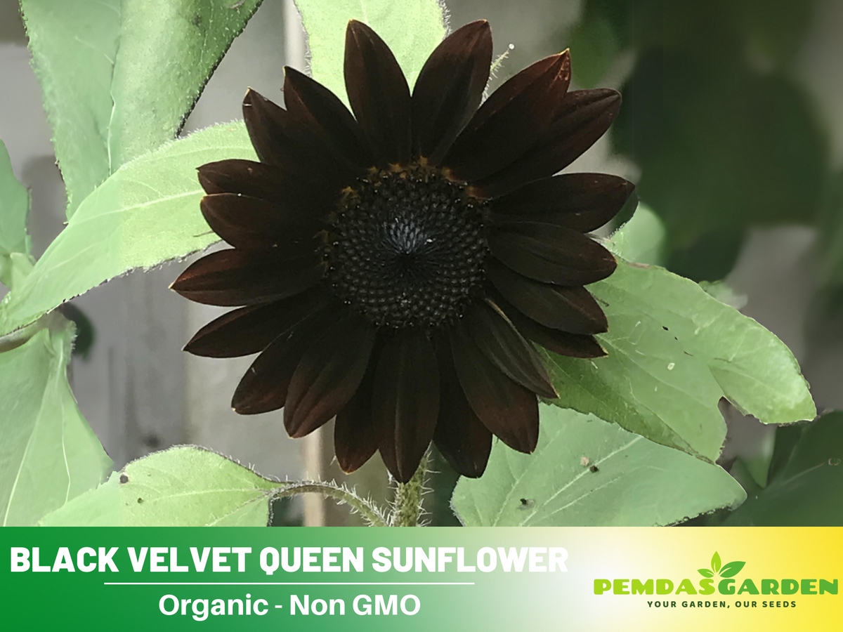 25+ Seeds| Velvet-Queen-Black-Sunflower-Seeds #E005