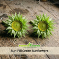 25+ Seeds-Sun-Fill Green Sunflower Seeds - Helianthus Tall Giant and Dwarf Varieties for Garden Pollinator Friendly Easy to Grow, Fast growing, Attracts bees & butterflies #E006