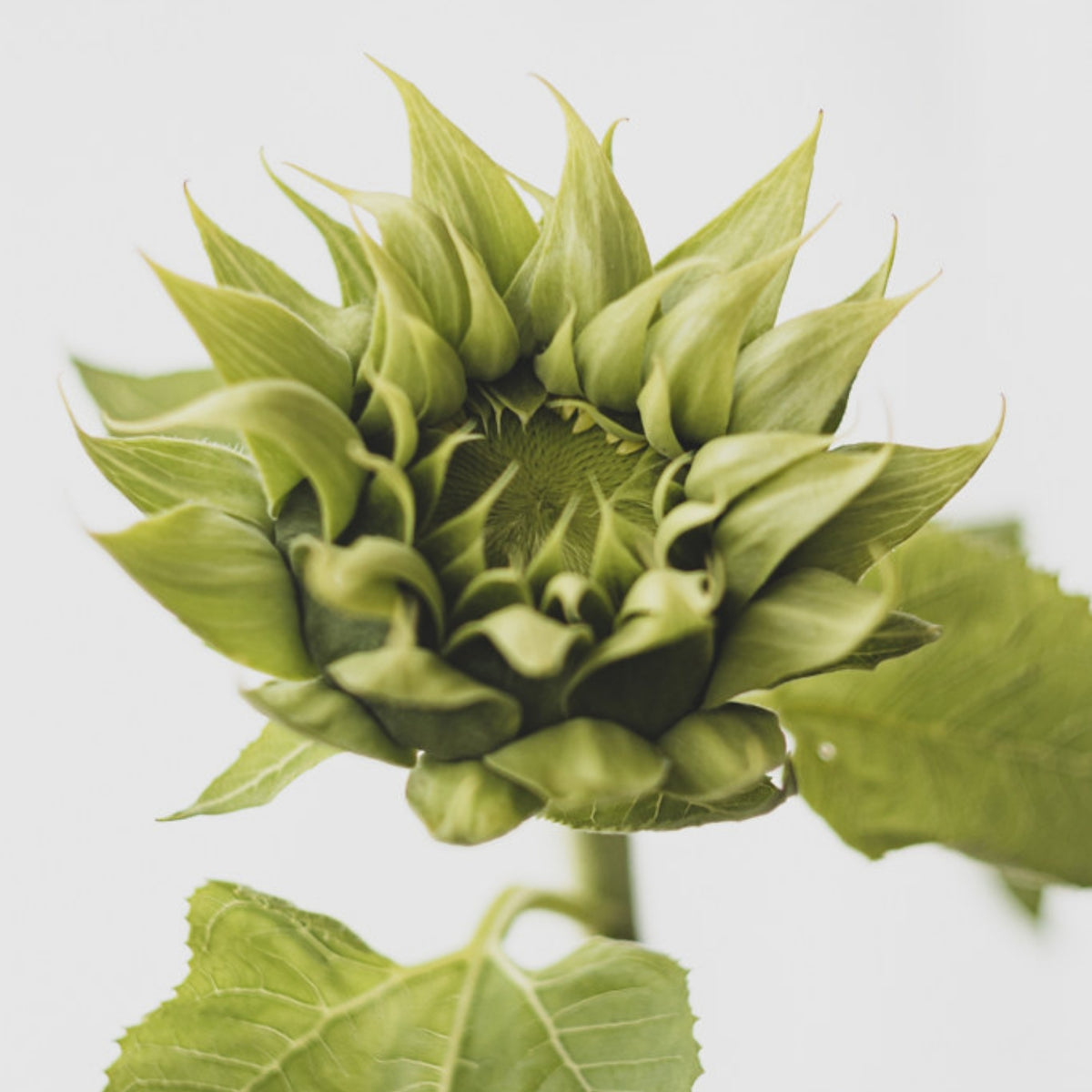 Sun-Fill Green Sunflower Seeds, 25+ seeds