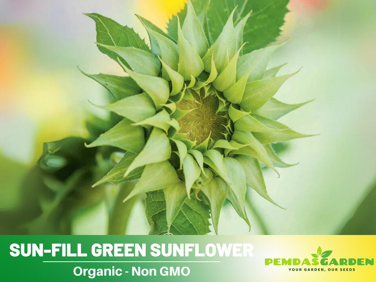 25+ Seeds-Sun-Fill Green Sunflower Seed #E006