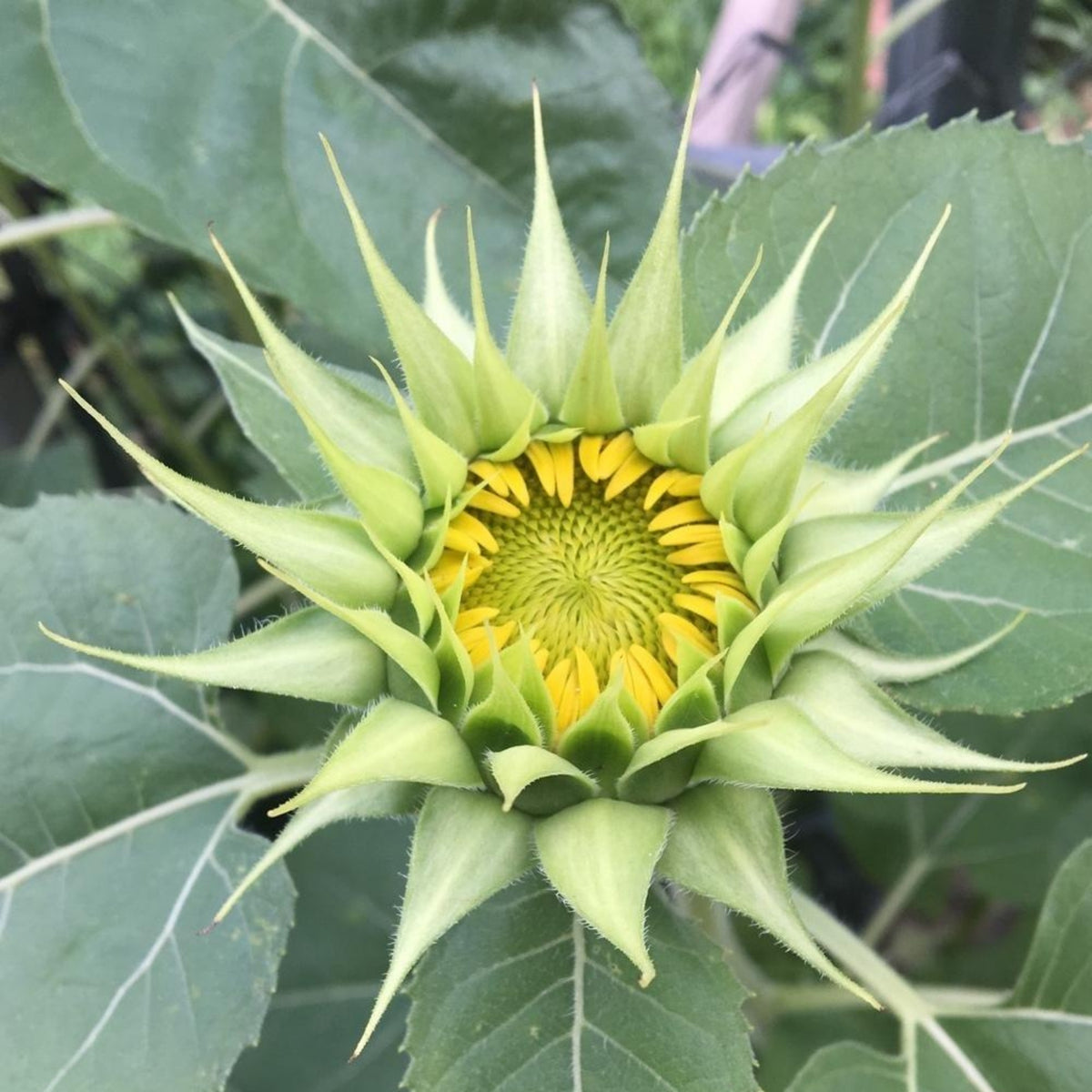 Sun-Fill Green Sunflower Seeds, 25+ seeds
