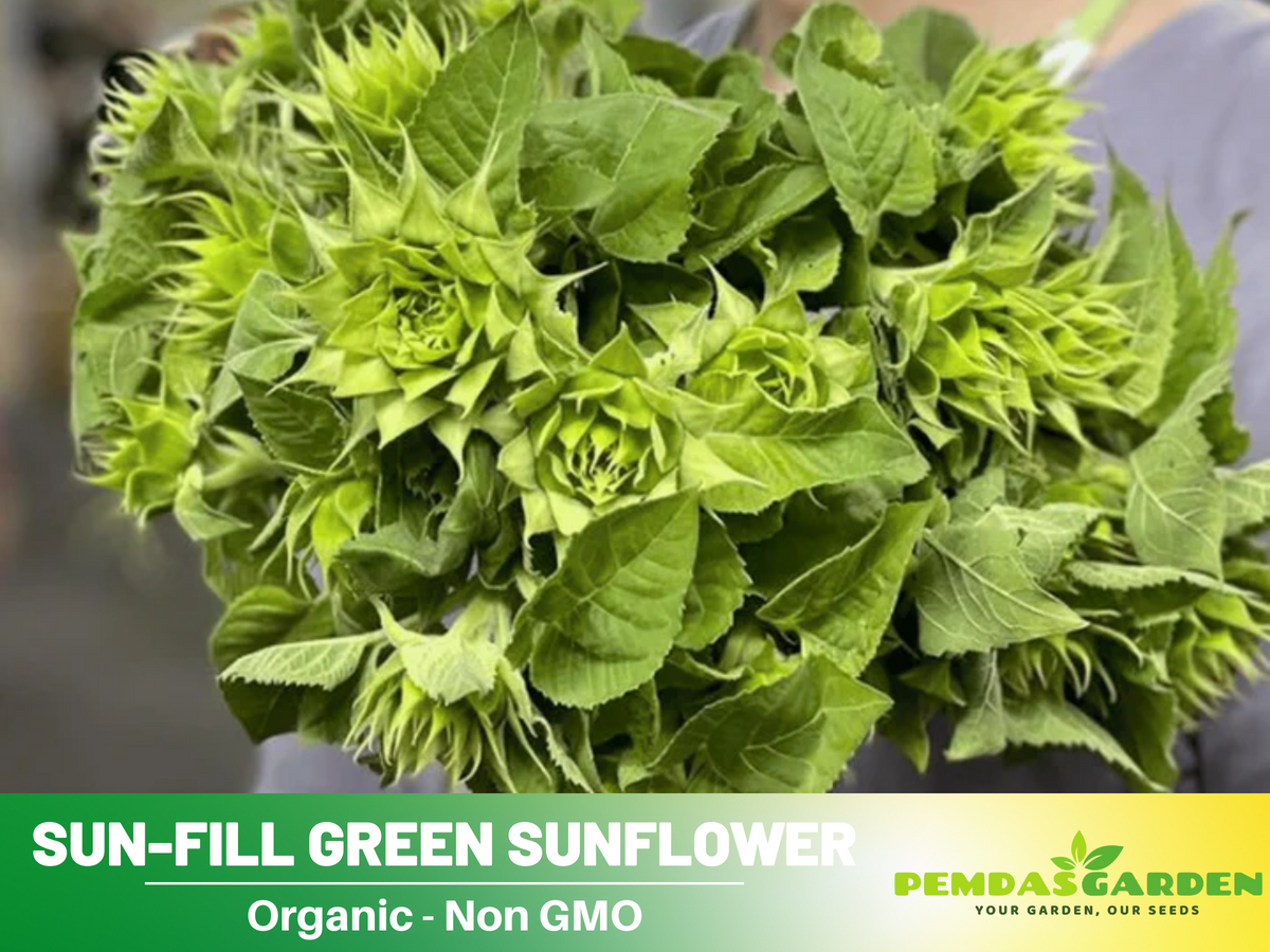 25+ Seeds-Sun-Fill Green Sunflower Seed #E006