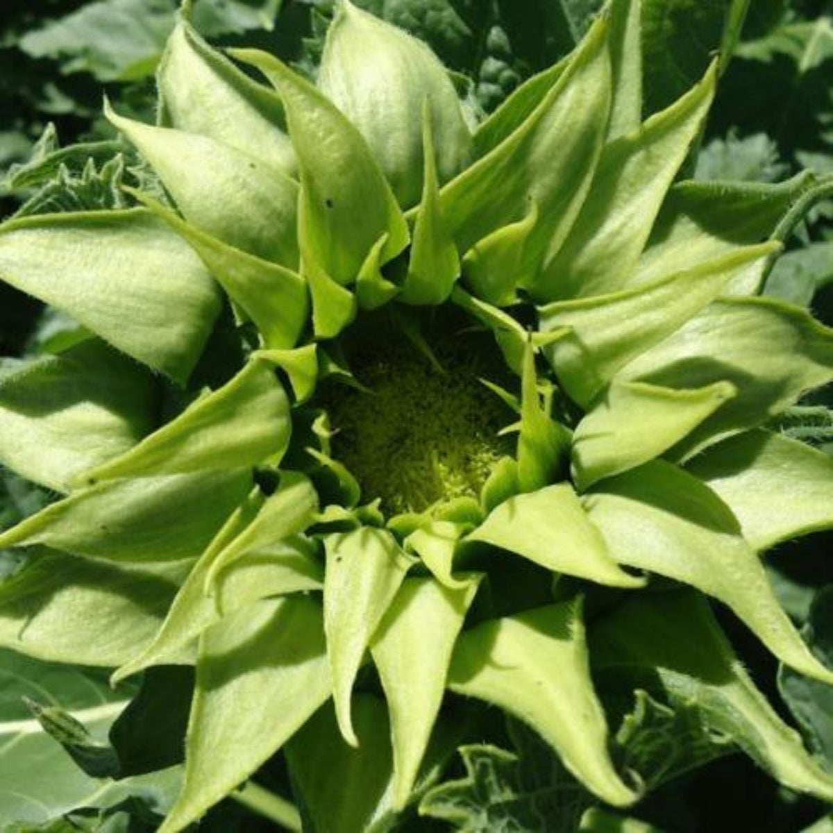 Sun-Fill Green Sunflower Seeds, 25+ seeds