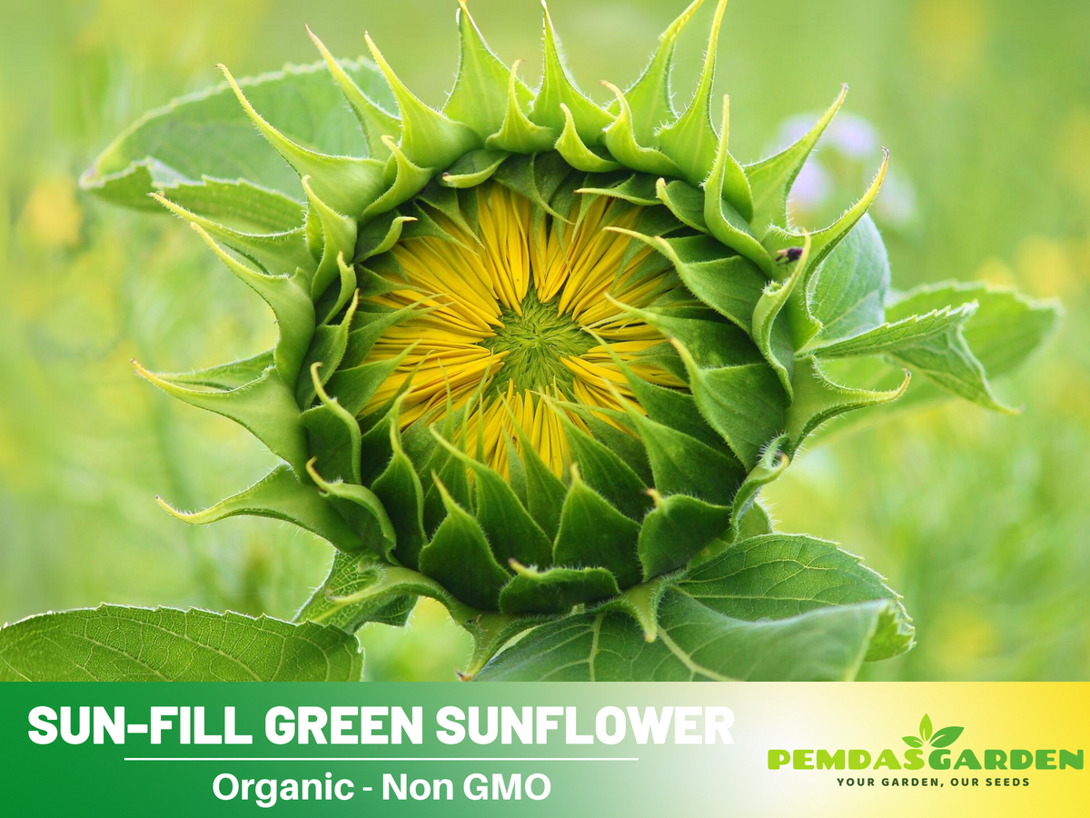 25+ Seeds-Sun-Fill Green Sunflower Seed #E006