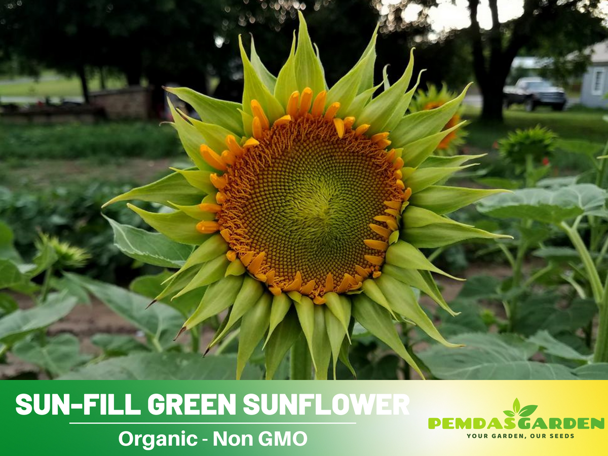 25+ Seeds-Sun-Fill Green Sunflower Seed #E006