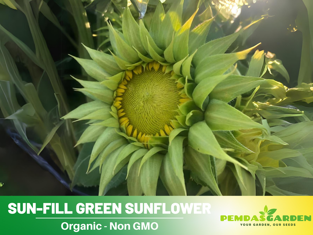 25+ Seeds-Sun-Fill Green Sunflower Seed #E006