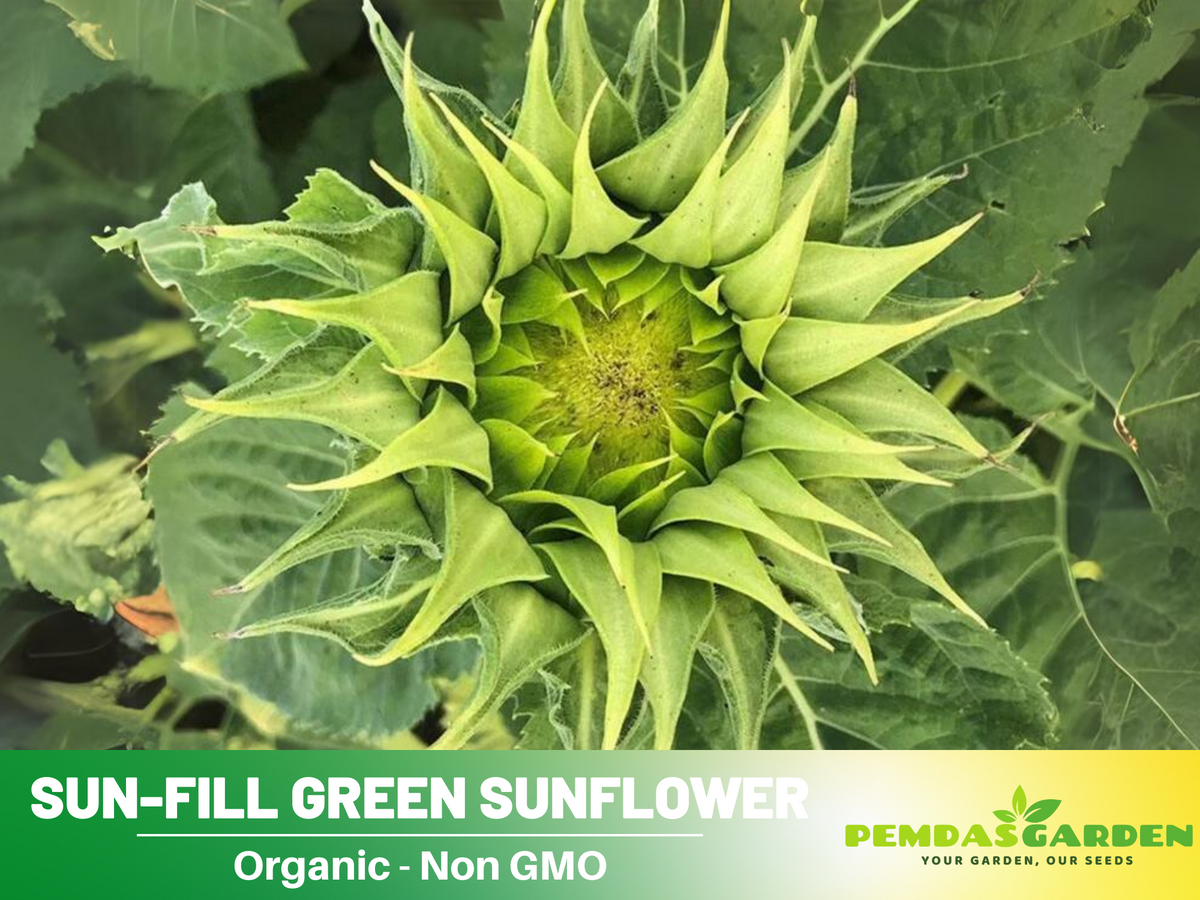 25+ Seeds-Sun-Fill Green Sunflower Seed #E006