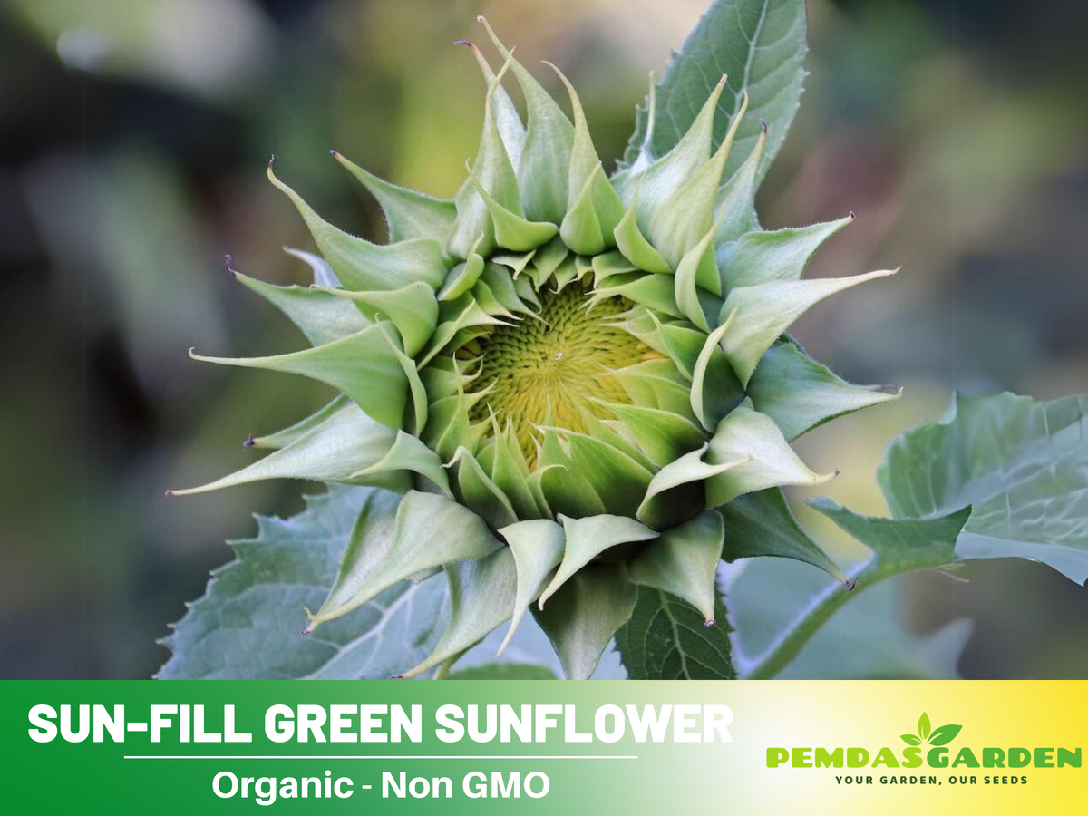 25+ Seeds-Sun-Fill Green Sunflower Seed #E006