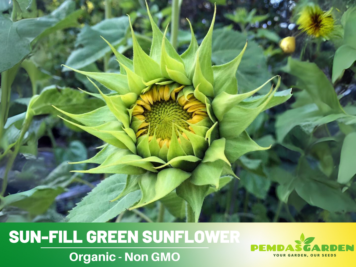 25+ Seeds-Sun-Fill Green Sunflower Seed #E006