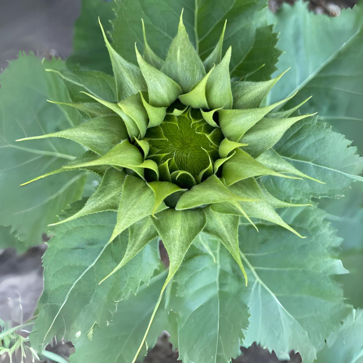 Sun-Fill Green Sunflower Seeds, 25+ seeds