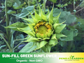 25+ Seeds-Sun-Fill Green Sunflower Seeds - Helianthus Tall Giant and Dwarf Varieties for Garden Pollinator Friendly Easy to Grow, Fast growing, Attracts bees & butterflies #E006