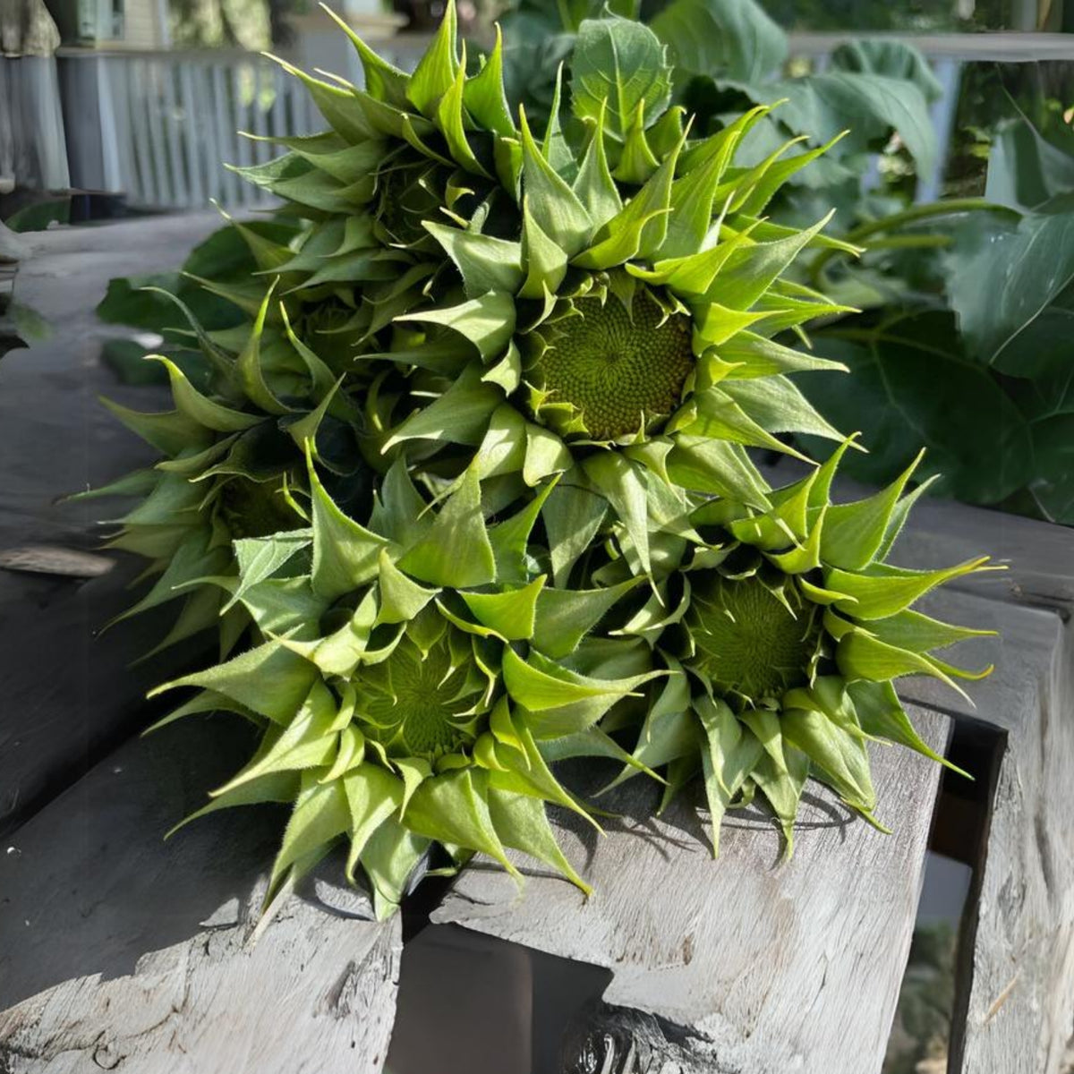 Sun-Fill Green Sunflower Seeds, 25+ seeds