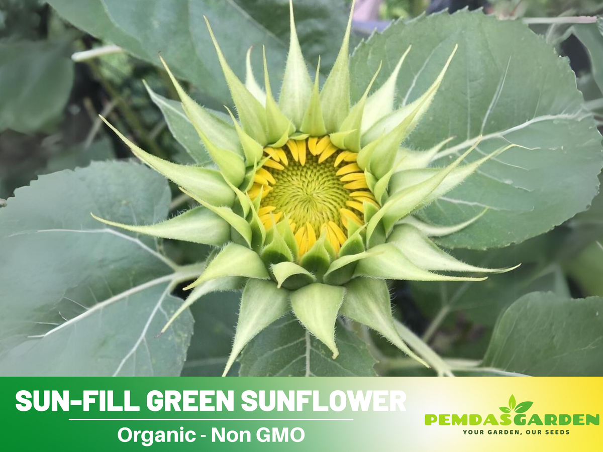 25+ Seeds-Sun-Fill Green Sunflower Seed #E006