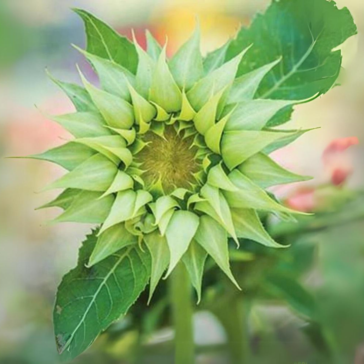 Sun-Fill Green Sunflower Seeds, 25+ seeds