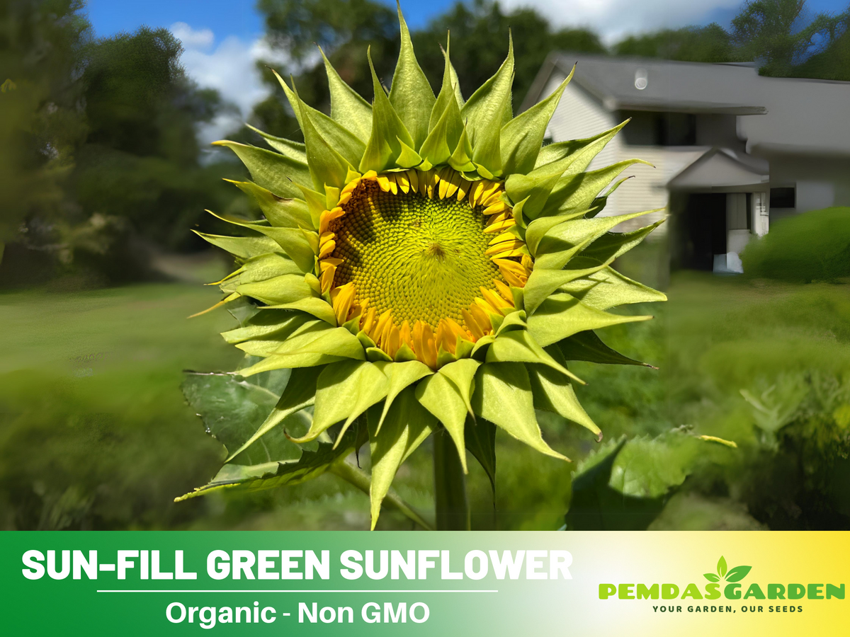 25+ Seeds-Sun-Fill Green Sunflower Seed #E006