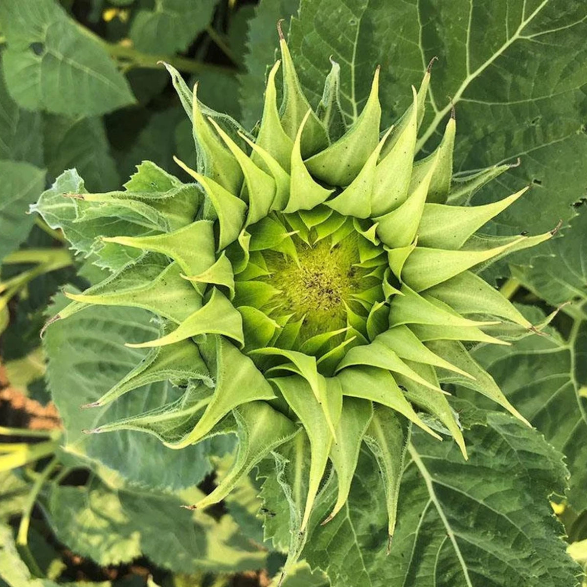 Sun-Fill Green Sunflower Seeds, 25+ seeds