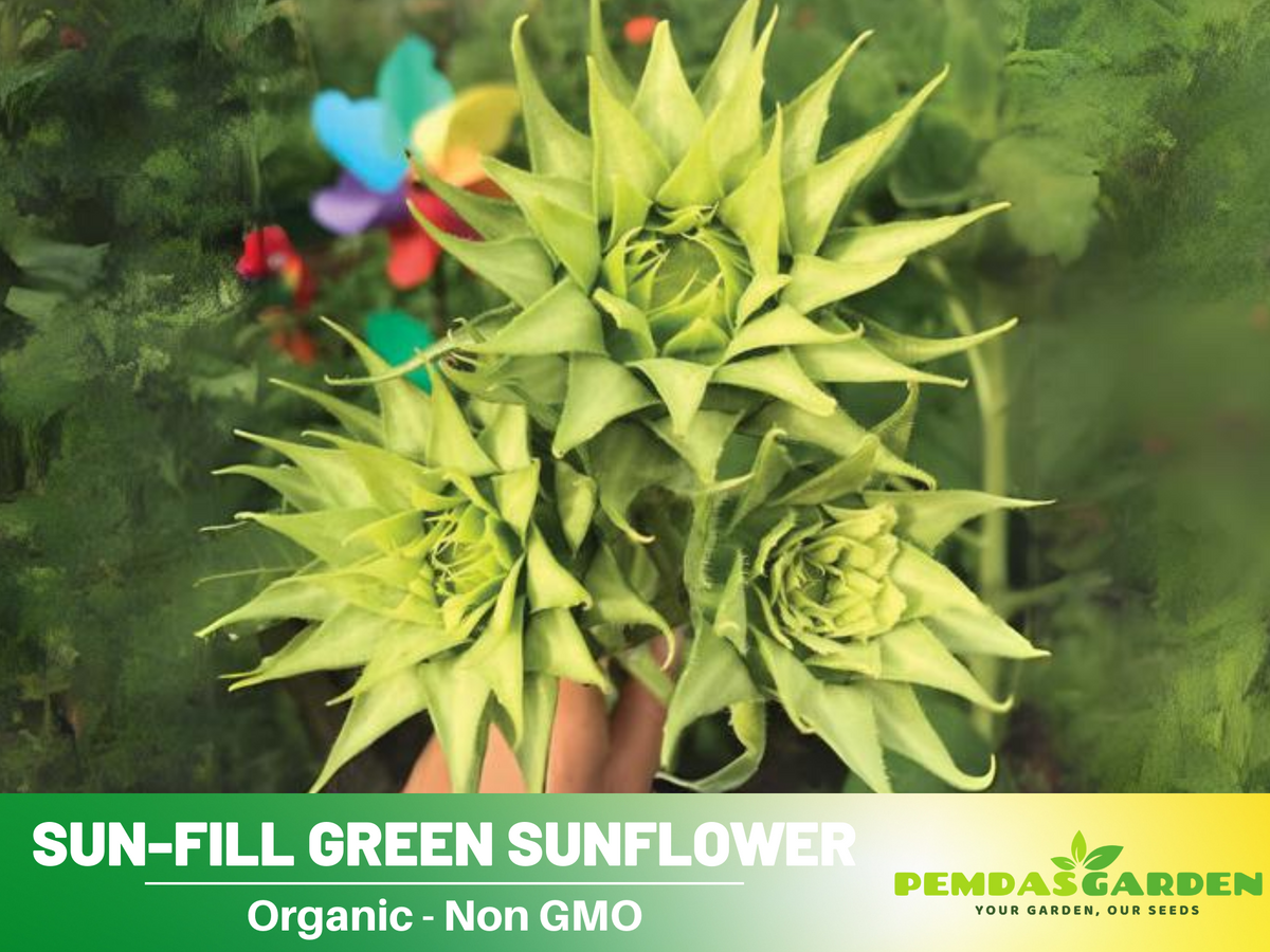 25+ Seeds-Sun-Fill Green Sunflower Seed #E006