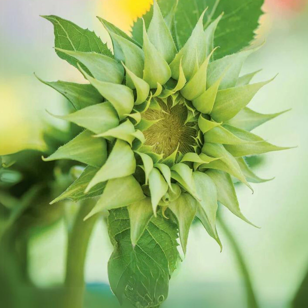 Sun-Fill Green Sunflower Seeds, 25+ seeds