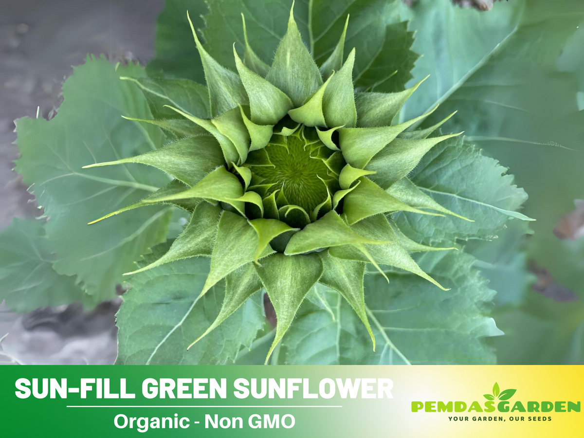 25+ Seeds-Sun-Fill Green Sunflower Seed #E006