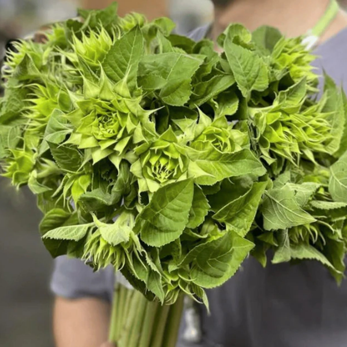 Sun-Fill Green Sunflower Seeds, 25+ seeds