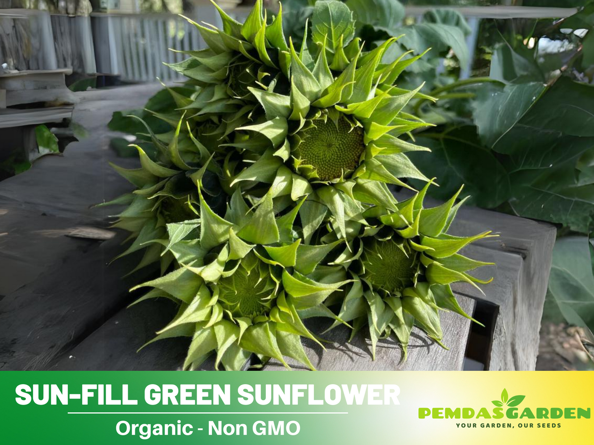 25+ Seeds-Sun-Fill Green Sunflower Seed #E006