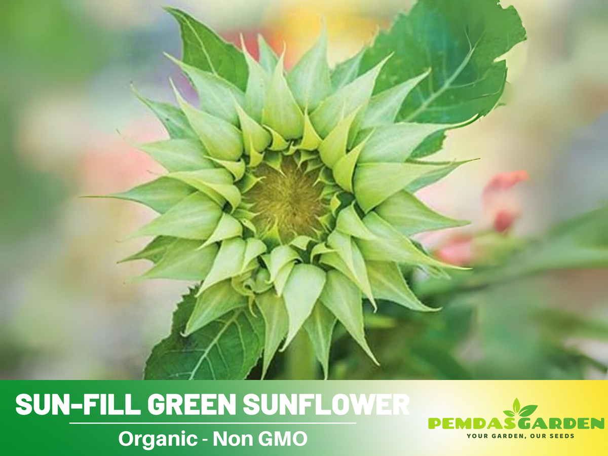 25+ Seeds-Sun-Fill Green Sunflower Seed #E006