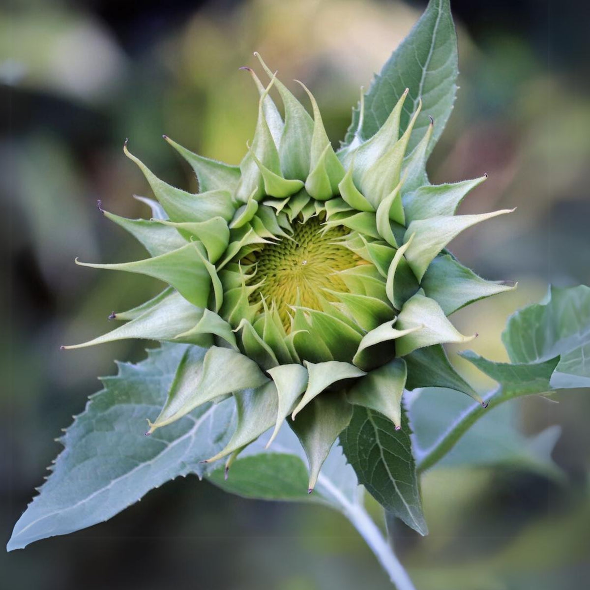 Sun-Fill Green Sunflower Seeds, 25+ seeds