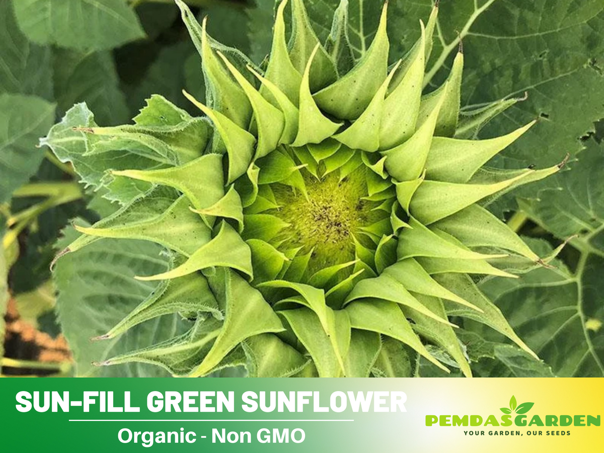 25+ Seeds-Sun-Fill Green Sunflower Seed #E006