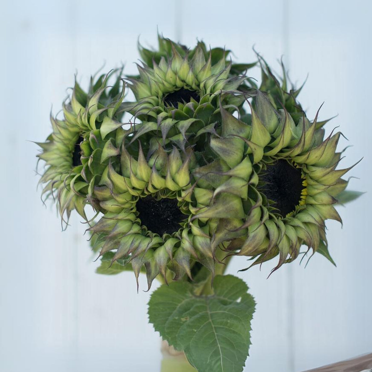 Sun-Fill Purple Sunflower Seeds, 25+ seeds