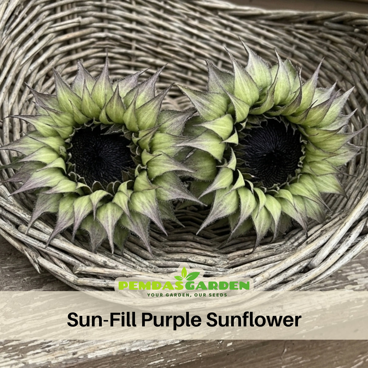 Sun-Fill Purple Sunflower Seeds, 25+ seeds