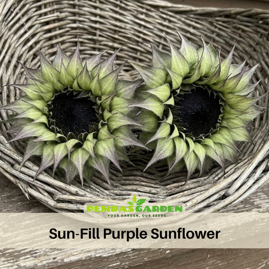 Sun-Fill Purple Sunflower Seeds, 25+ seeds