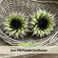 25+ Seeds| Sun-Fill  Purple Sunflower Seeds - Helianthus Tall Giant and Dwarf Varieties for Garden Pollinator Friendly Easy to Grow, Fast growing, Attracts bees & butterflies #E007